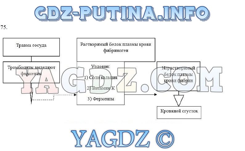 Спиши ру биология 8 класс рабочая тетрадь 5 тема