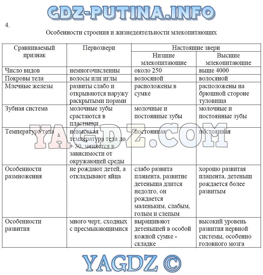 Внутреннее строение млекопитающих. Комбинированный …