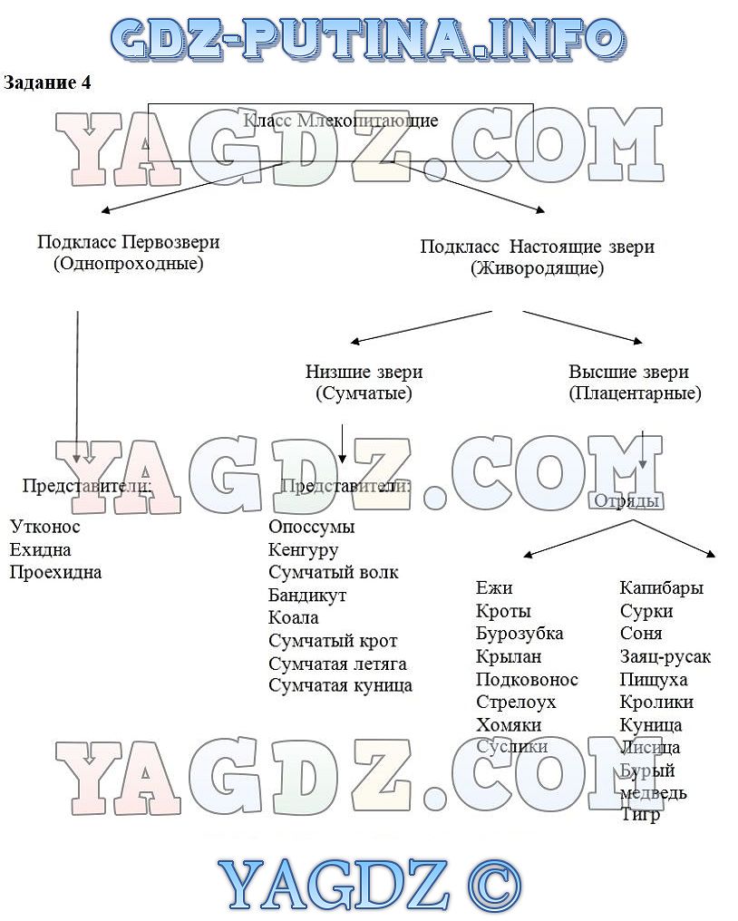 Схема класс млекопитающих по биологии 7 класс